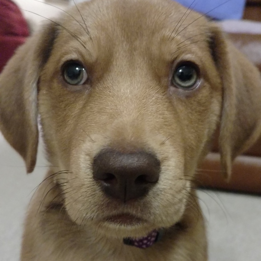 Meet your Posher, Isabel